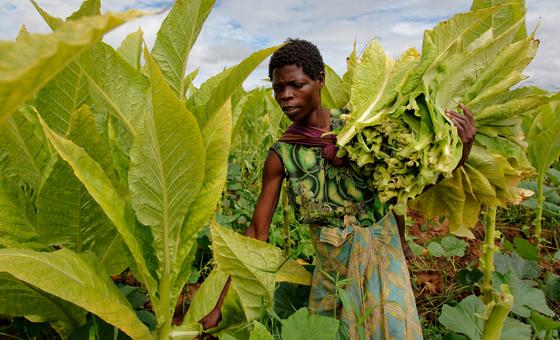 Afrique : la hausse de la culture du tabac nuit à la sécurité alimentaire et nutritionelle (OMS)